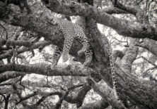 Panthera Pardus (Leopard I) (innrammet) (RESERVERT)