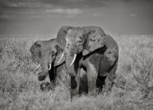 Elefant-duo I