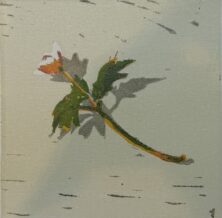 Anemone VIII