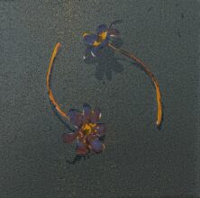 Hepatica X
