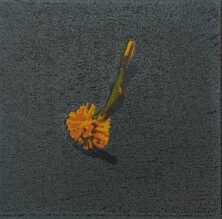 Tussilago VI